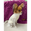 Mantenha Seu Pet Quente e Estiloso com o Suéter Pet Style Elite – Conforto e Elegância para os Dias Frios!